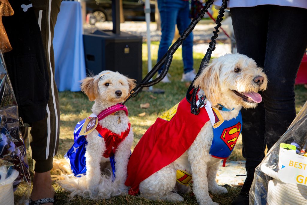 Daybreak's furriest residents all dressed up for Halloween. This annual LiveDAYBREAK event is a celebration for the whole family.