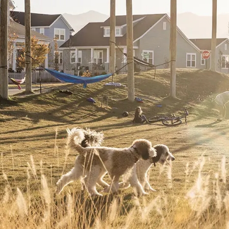 Dogs Walking in Park